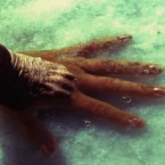 Yes postpones tour - Yes Postpones Fragile Tour Citing Guitarist's Upcoming 'Mandatory' Hand-Wringing Session