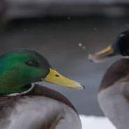 I Follow Rivers - Lykke Li’s ‘I Follow Rivers’ Floats To Drake’s ‘Iceman’ Like A Drunk Swan