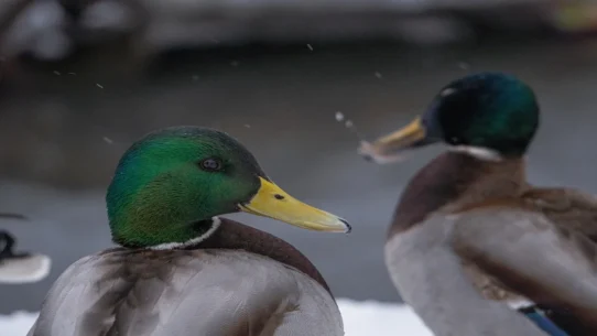 I Follow Rivers - Lykke Li’s ‘I Follow Rivers’ Floats To Drake’s ‘Iceman’ Like A Drunk Swan